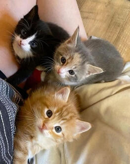 kitties